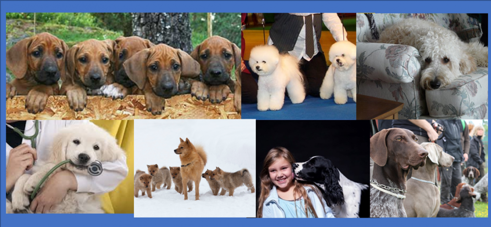 Collage all dogs (2).png