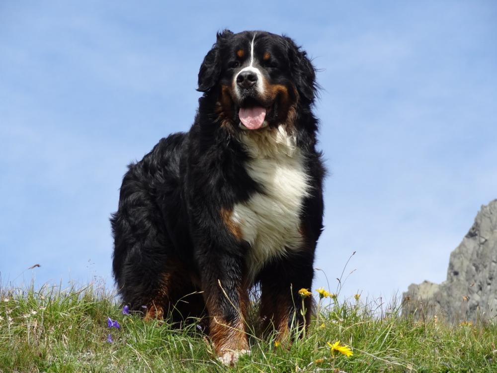 bernese_mountain_dog_animal_picture_dog_mountains-1381278.jpg!d.jpg