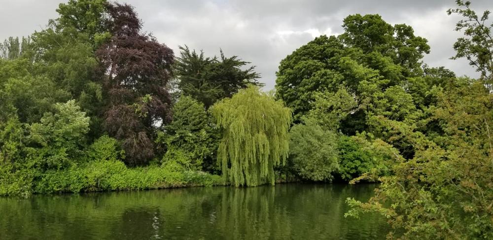 Windsor canal trees.jpg
