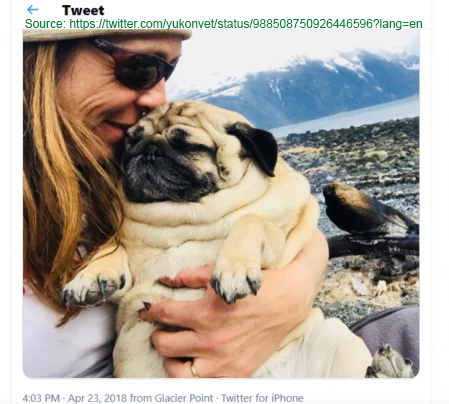 pug---Dr.-Oakley-(Yukon-Vet)-Tweet.png
