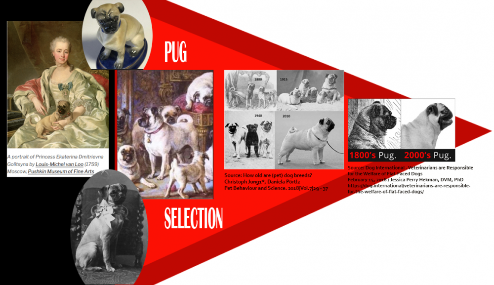 pug-selection-graphic-1800s---2000s.png