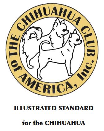 chihuahua study guide akc.JPG