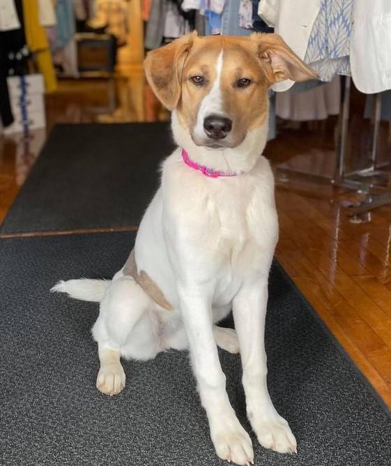 olive the dog (2).jpg