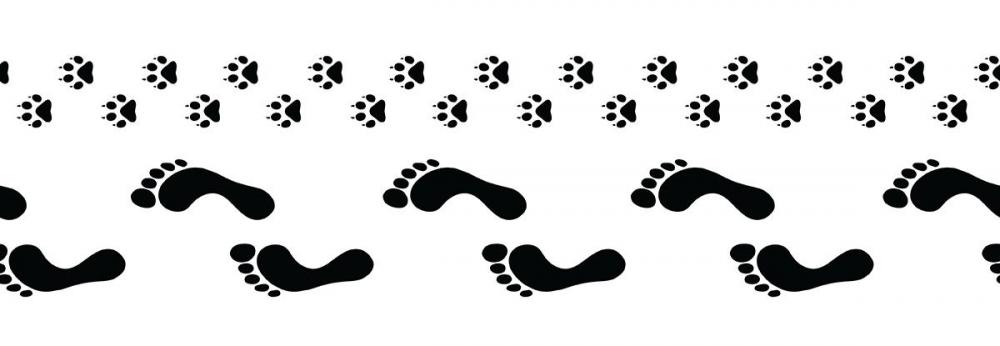 paws-and-feet.jpg