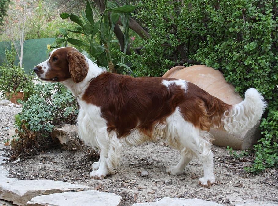 welsh-springer-spaniel-dog-canine-brown-white.jpg