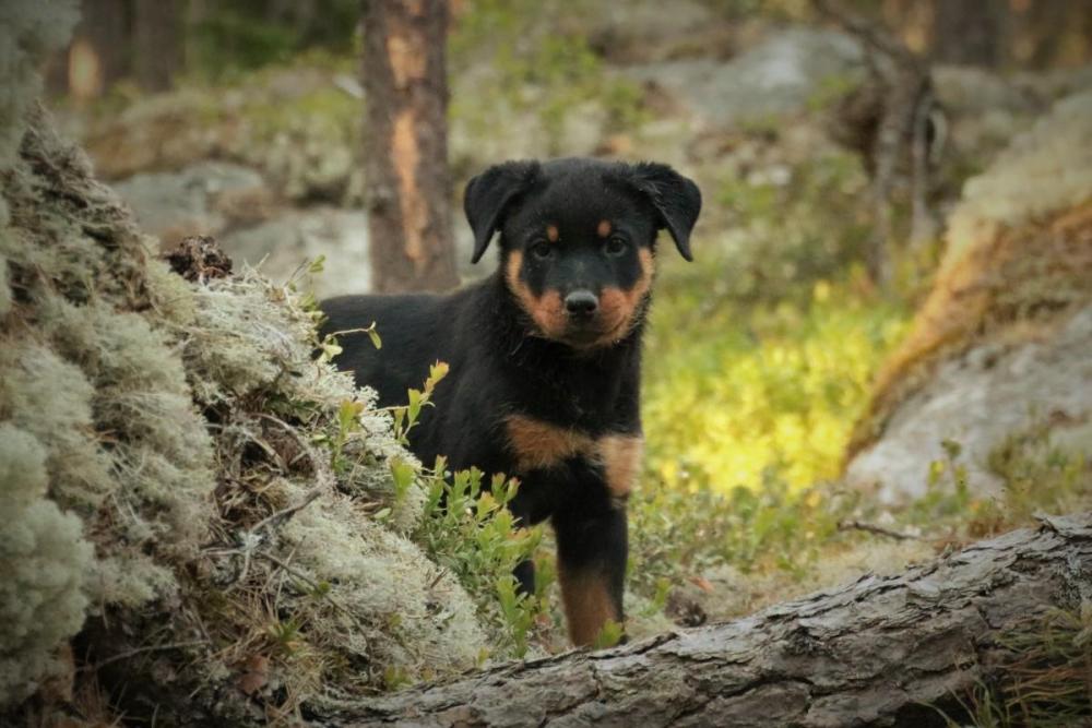 puppy_rottweiler_forest_dog.jpg