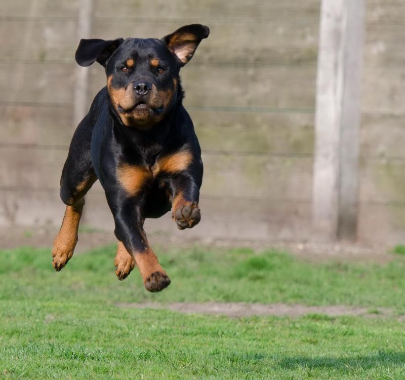 rottweiler-running.jpg