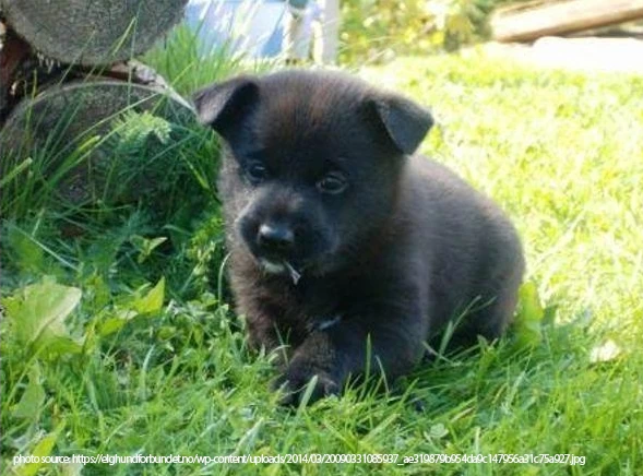 are black norwegian elkhound puppies lazy