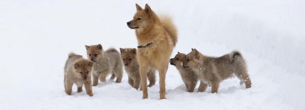 Finnish-Spitz---WSAVA---IPFD---Meet-the-Breed---Banner.jpg