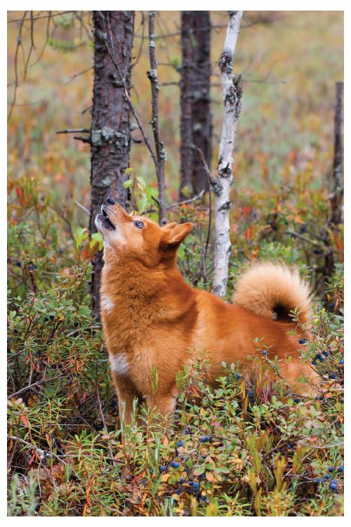 finnish-spitz-barking-km.jpg