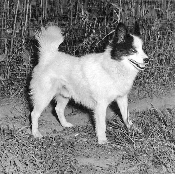 tahltan bear dog.jpg