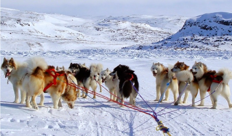 Canadian Inuit Dogs.PNG