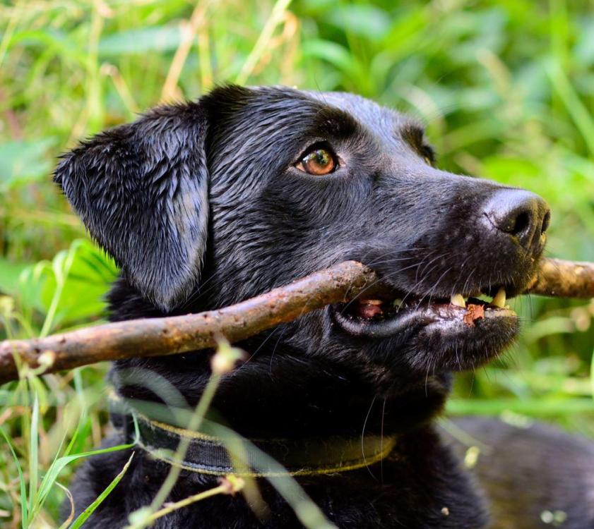 labrador retriever.JPG