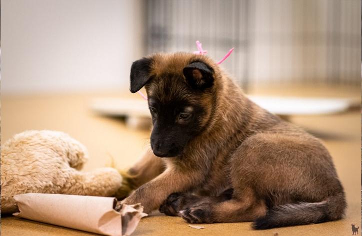 Belgian-shepherd-puppy.jpg