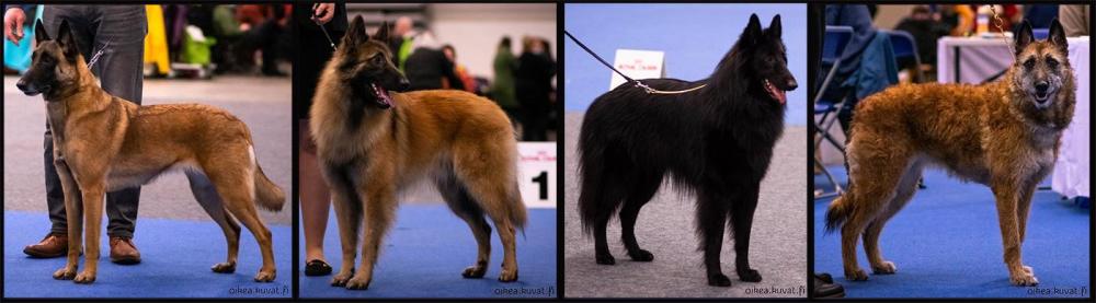 Belgian-shepherds-WSAVA-banner.jpg