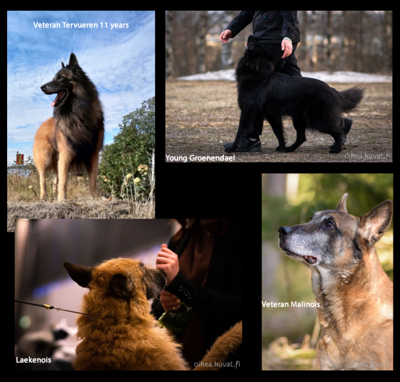 belgian-shepherd-breeds.png