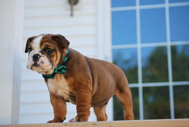 Bulldog puppy