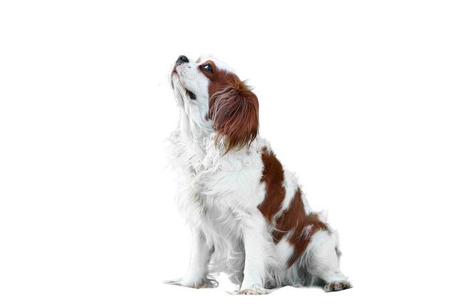 cavalier-g07ffa94ec_640.jpg