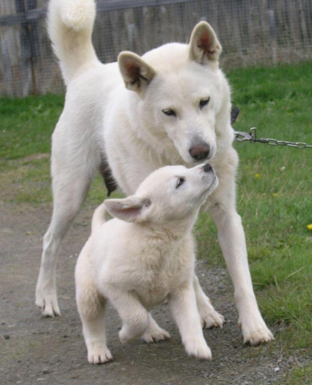 Swedish elkhound vit -Kimba-and-Selma.jpg