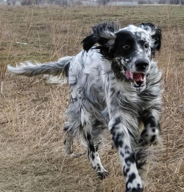 english setter.JPG