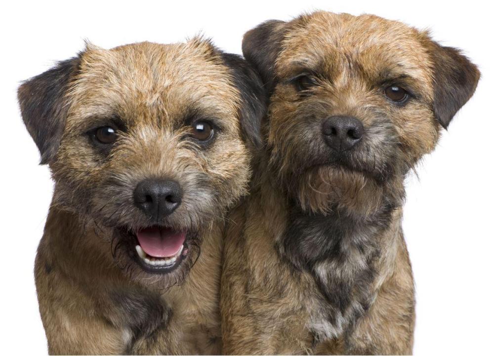 border terrier.JPG