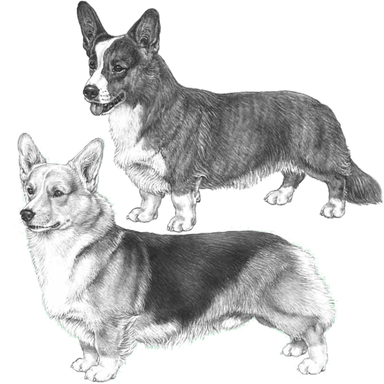 cardigan-pembroke-welsh-corgis-800x800-fci38-39.png