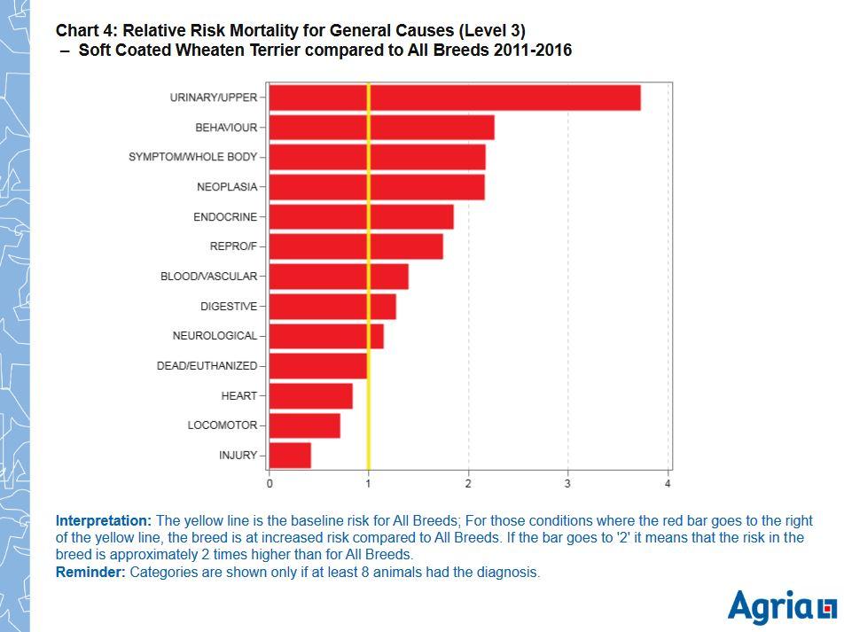 wheaten mortality agria bp 11-16 - note behaviour.JPG