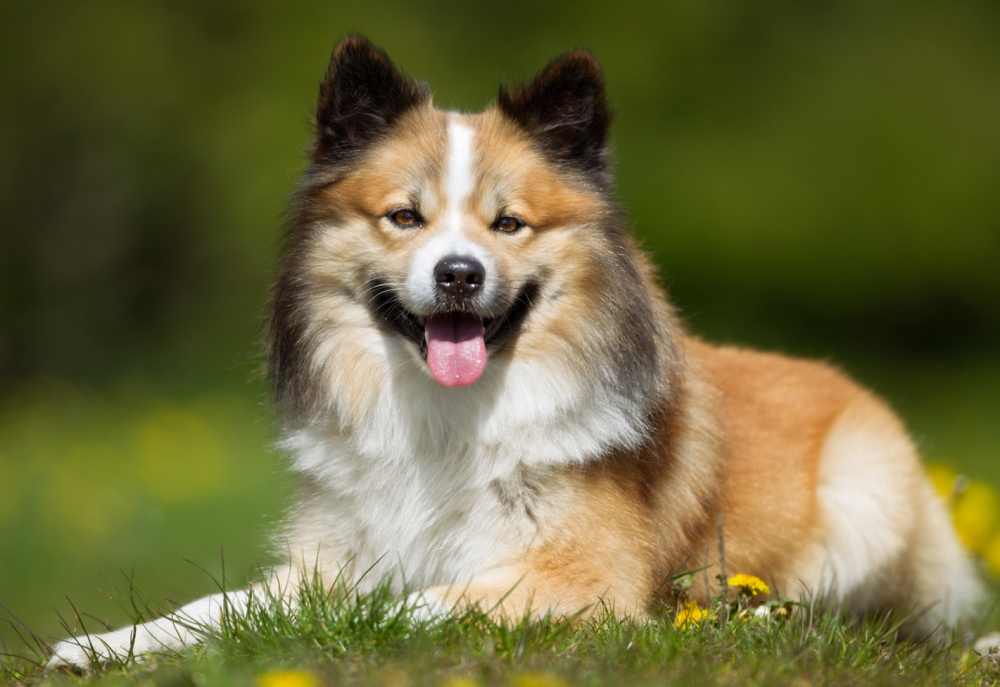 icelandic sheepdog1.PNG