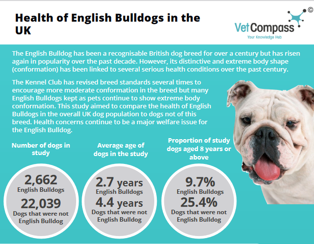 English Bulldog - Pedigree Breeds - DogWellNet