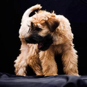 Wheaten.png