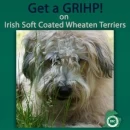 Wheaten.png