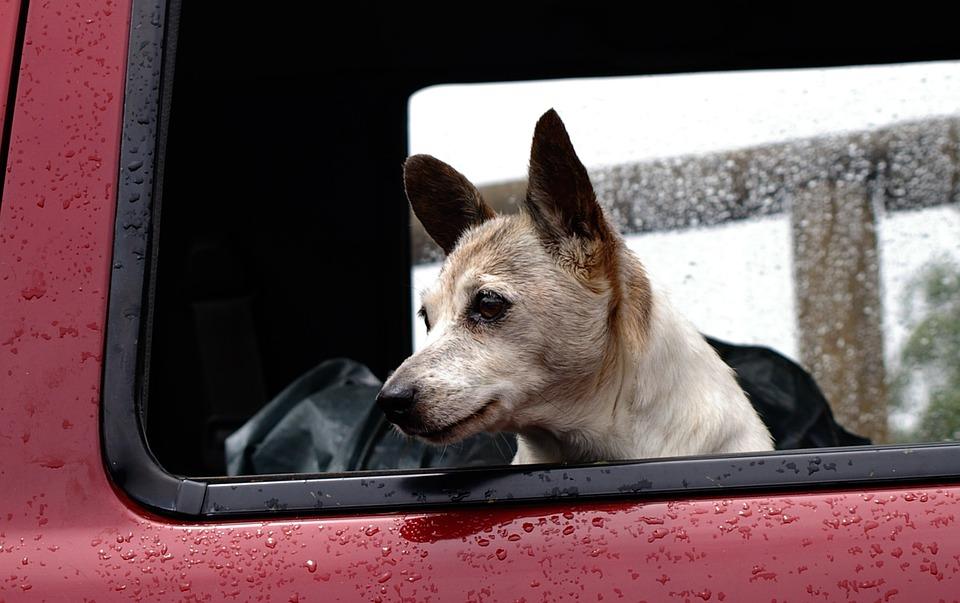 dog-425059_960_720.jpg