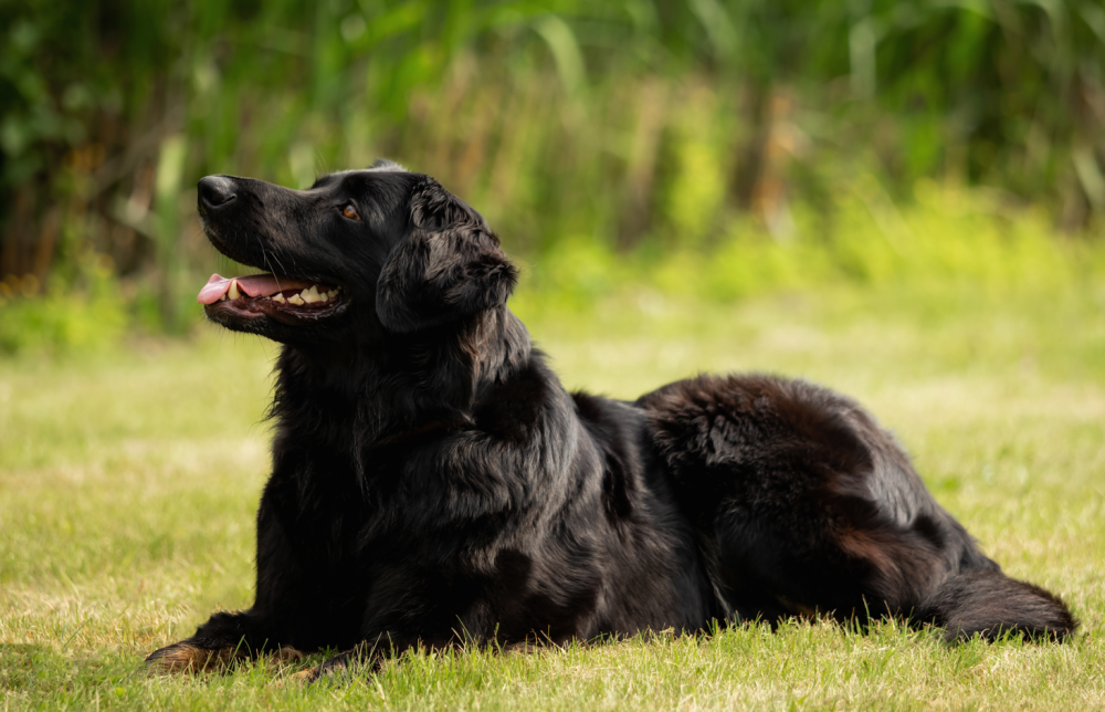 Hovawart - Pedigree Breeds - DogWellNet