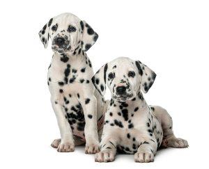 2-dalmatian-puppies-300x243.jpg