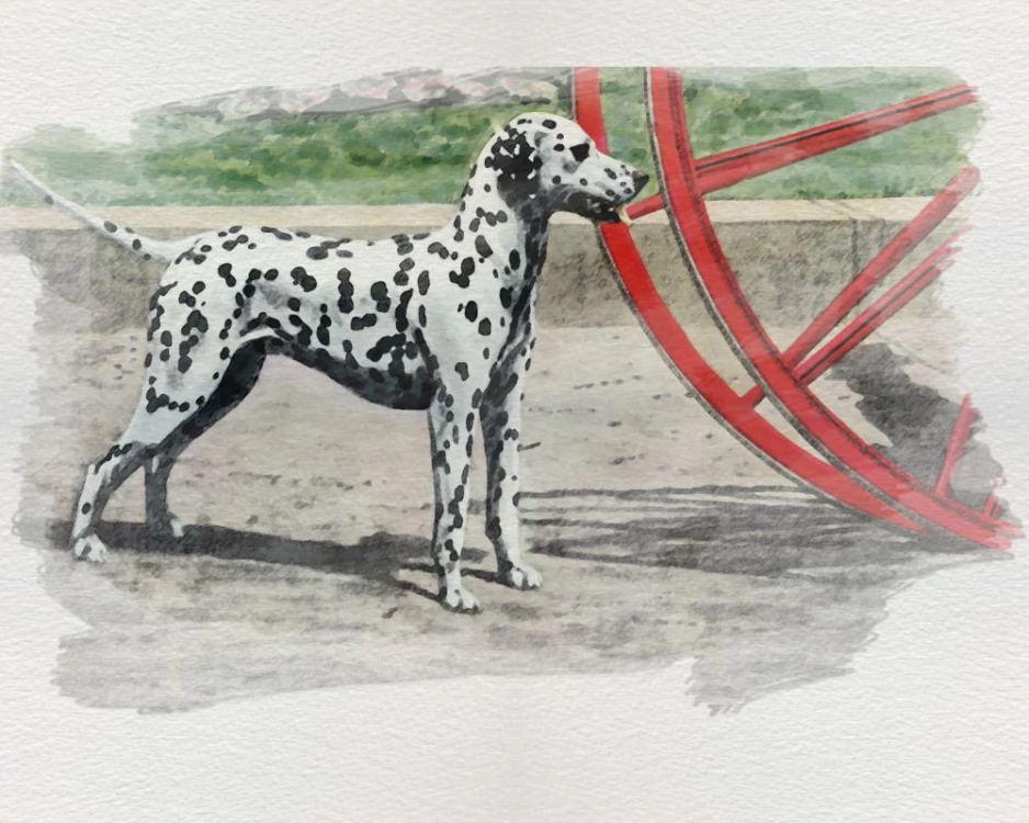 Dalmatian.png