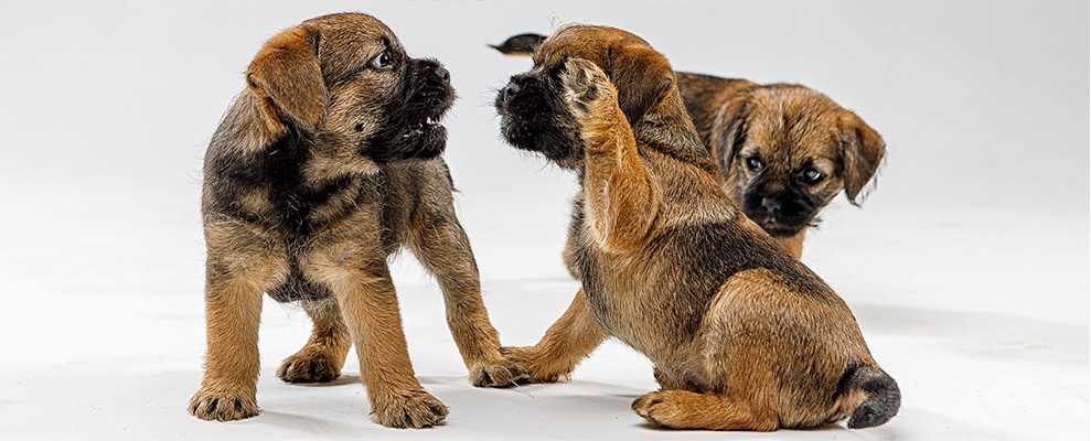WSAVA-Border-Terrier-banner-image.jpg