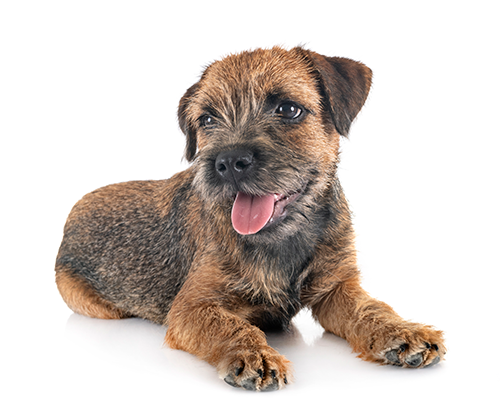 border-terrier-image-2.png