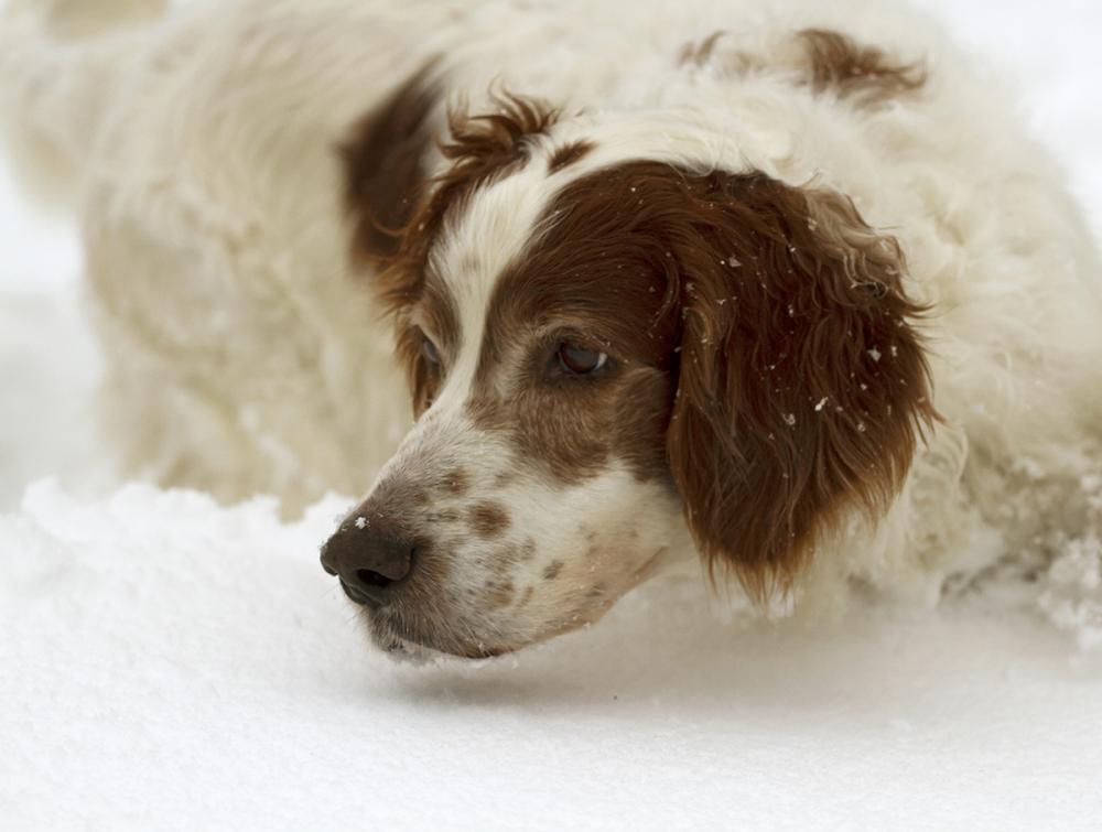 Irish-red-and-white-setter.jpg