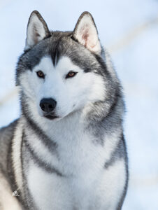 Siberian_Husky_Portrait-226x300.jpg
