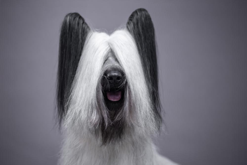 portrait-white-sky-terrier-gray-background.jpg