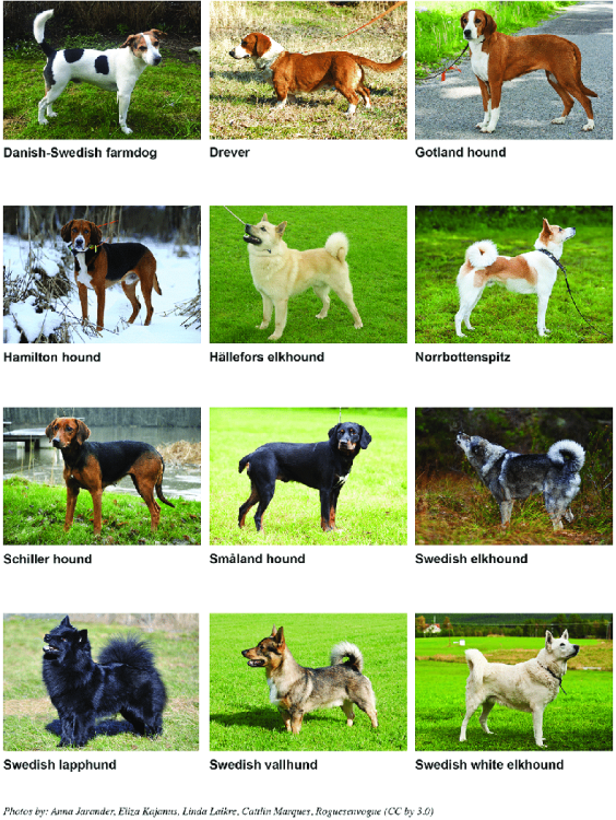 The-12-national-Swedish-traditional-dog-breeds-that-are-monitored-based-on-pedigree-data.png