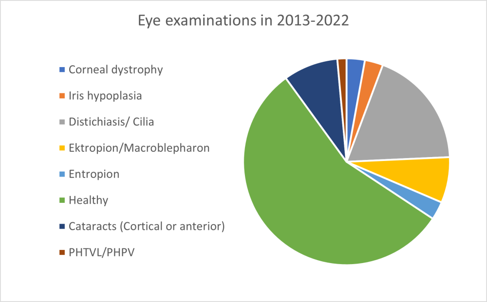 shih tzu NO-Eyes.png