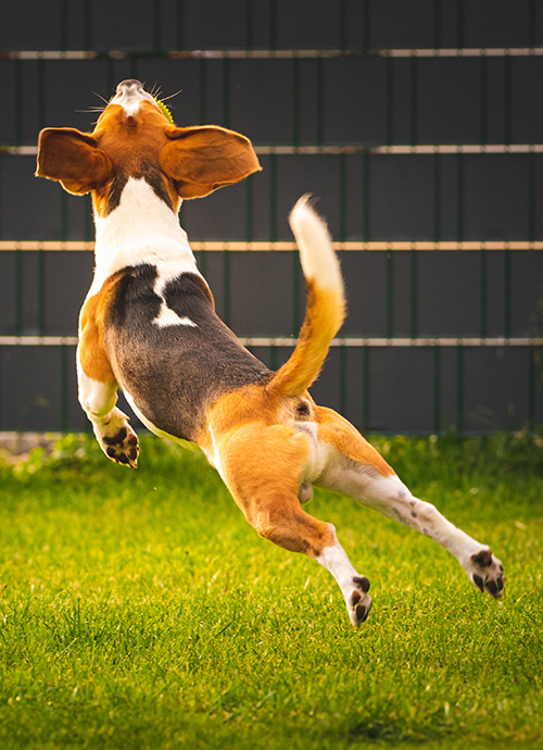 leaping-hound.jpg