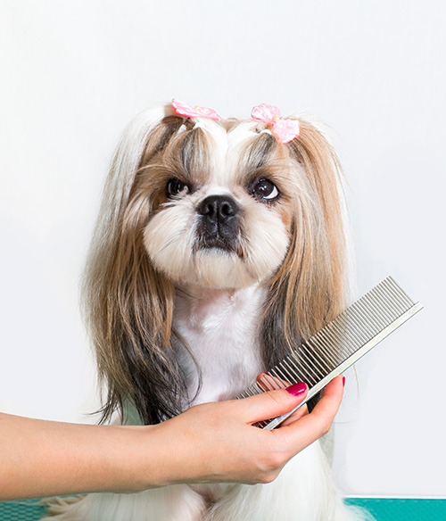 shih-tzu-3---groom.jpg