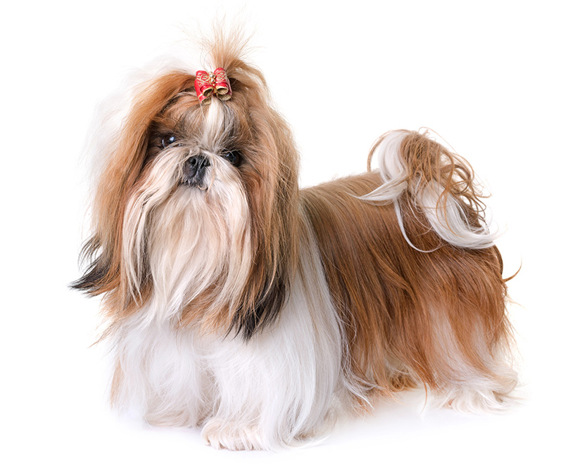 shih-tzu-4.jpg