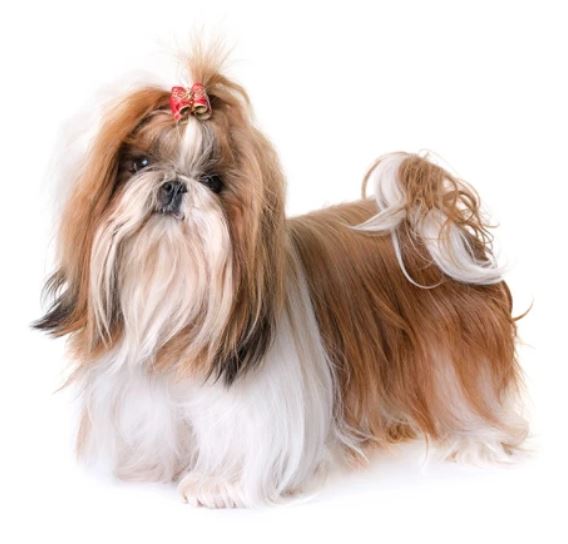 shih-tzu.JPG