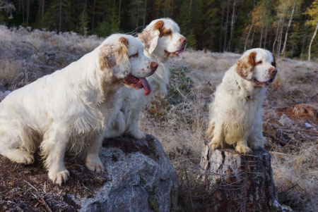clumber-spaniels.jpg