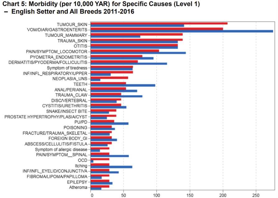 english setter agria 3.png
