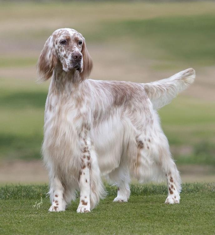 english-setter-7.jpg