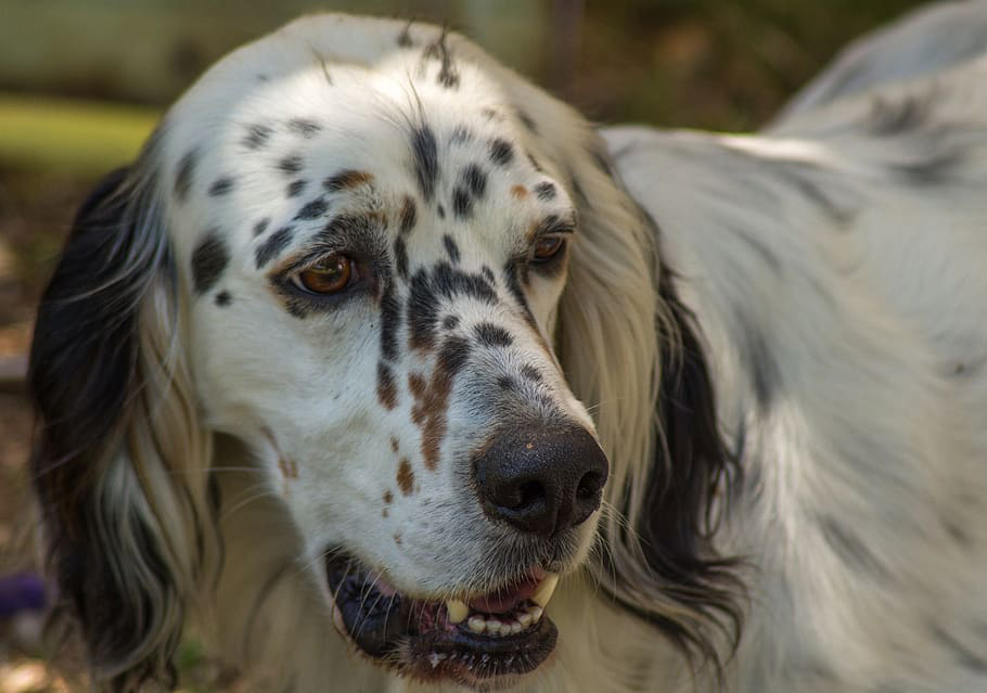english-setter-dog-hunting.jpg
